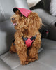 Image of Pet Dog Sports Hat Pet Dog Oxford Fabric Hat Sports Baseball Cap with Ear Holes for Small and Medium Dogs with 11 color choices - A Doggo Lover